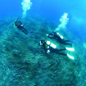 Dive Master