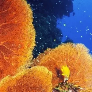 CORAL REEF CONSERVATION DIVER