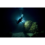 NIGHT DIVER