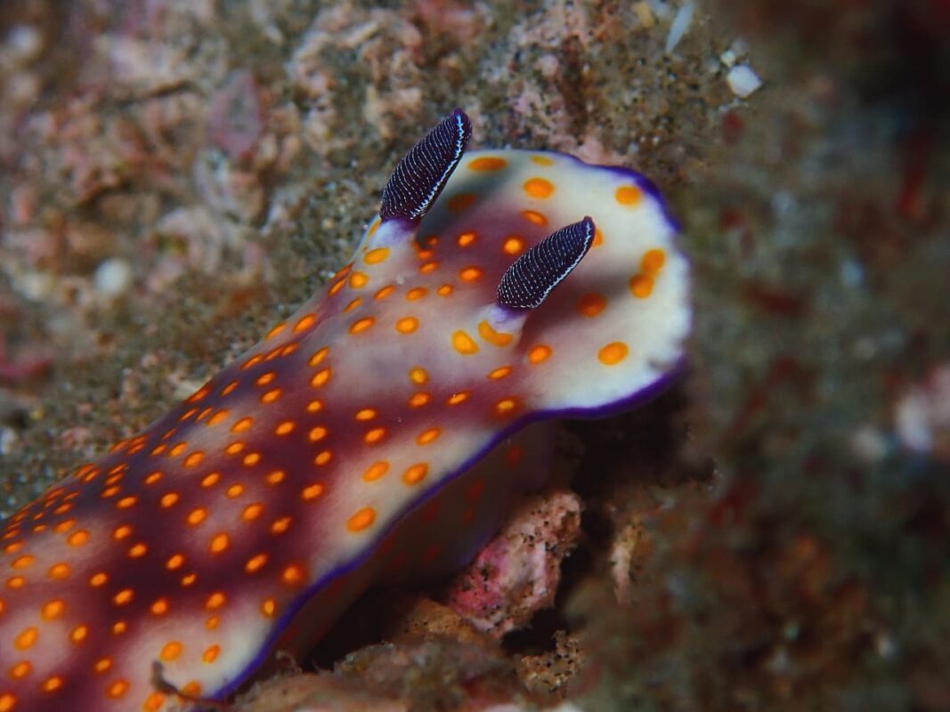 Nudi-1.jpg
