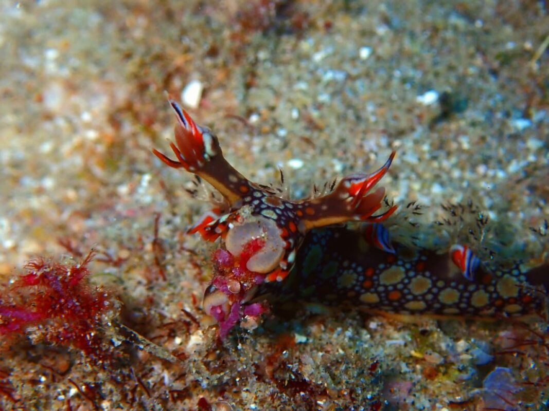 Nudi-3.jpg