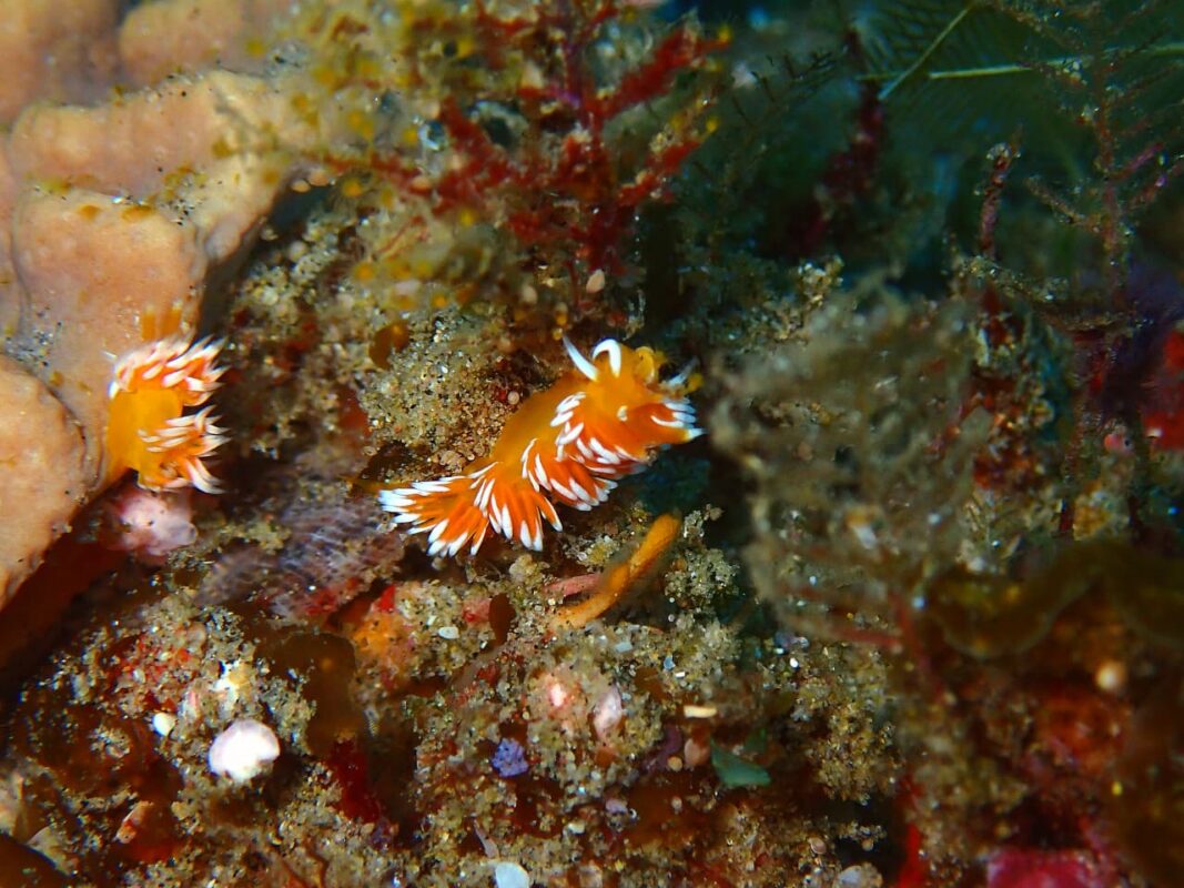 Nudi-4.jpg