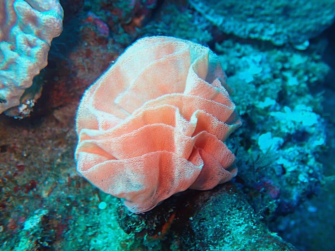 Nudi-eggs.jpg