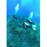Dive Master