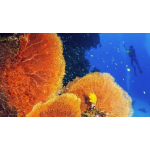 CORAL REEF CONSERVATION DIVER